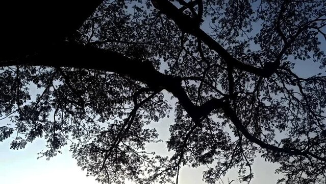 the big saman tree