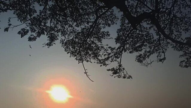 the big saman tree