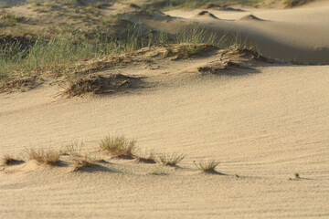 Sand dunes are covered with plants. The problem of arid climate.