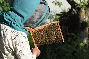 A beekeeper examines a frame with bees.