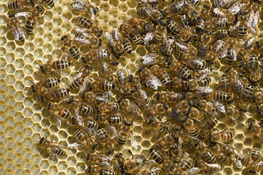 Bees on a honey frame. Background with bees.