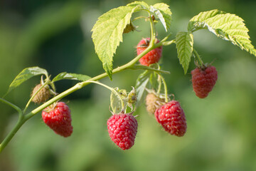 Ripe raspberry berries on a branch.