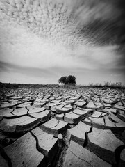 Dried cracked earth ground in the desert and green tree and grass in the background.  White and black color.  Photo from the phone. Background, wallpaper,  ground texture