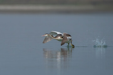 Great crested grebe or Podiceps cristatus observed in Gajoldaba in West Bengal