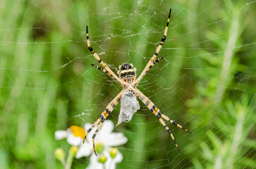 Spider With A Prey On Its Web