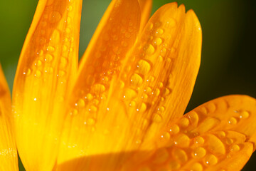 orange flower with water drops , in the garden 