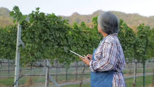 Asian elderly woman farming wine grapes in countryside holding tablet checking yield data. Elderly farmers, winemakers. Agricultural technology concept