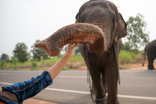 female traveler holding the camera for taking pictures. woman traveler with backpack holding hat and looking at amazing  watching elephants, wanderlust travel concept, atmospheric epic moment.