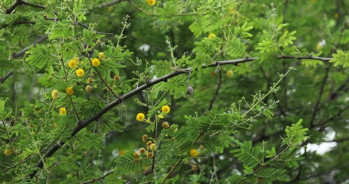 Gum arabic tree closeup. Vachellia nilotica.