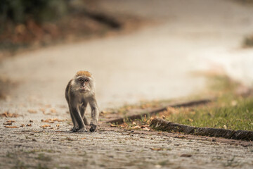 Obraz premium solitude's journey lonely monkey on a curvy path