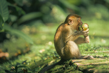 nature's bounty monkey relishing a coconut feast in the forest