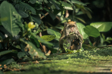 feast in the forest monkey enjoying a snack