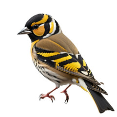 European goldfinch, Goldfinch bird, isolated, transparent background, no background. PNG. Generative AI.	
