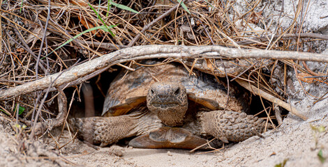 Gopher Tortoise