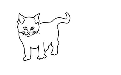 a kitten on a white background