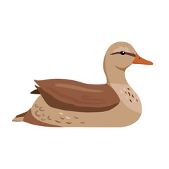 Cute duck swimming. Vector illustration isolated on white. Farm animal