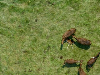 Aerial view of horses on green countryside meadow.
