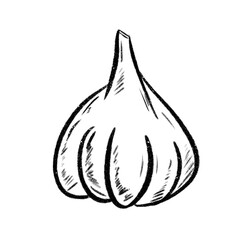 hand drawn sketch of garlic