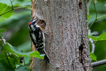 A downy woodpecker brings food to its chick in the nest
