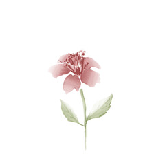 pink rose isolated on white