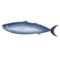 Tuna on vector illustration. Beautiful fish painting with action.