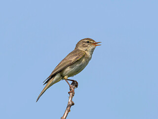 A small willow warbler sings, sitting on top of a dry branch.