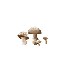 mushrooms isolated on white