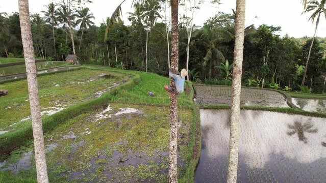 Balinese peasant climbs quite deftly up a palm tree to cut young leaves from top. Moving up rather fast at smooth, vertical trunk without any equipment, using only legs and hands
