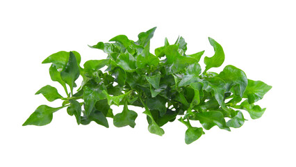 watercress isolated on transparent png