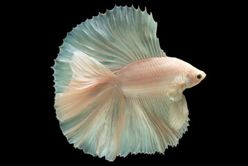 Obraz premium Graceful and flowing fins of the white betta fish which can be accentuated with subtle patterns or contrasting colors further enhance its beauty and allure, Graceful Aquatic Beauties.