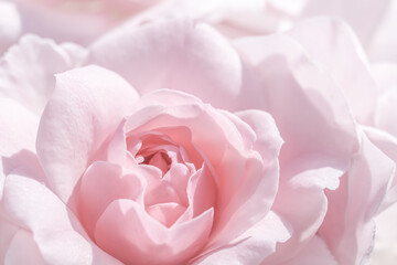Pale white pink rose flower. Macro flowers background for holiday design. Soft focus