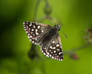 Butterfly Pyrgus malvae sits on a stalk of grass.