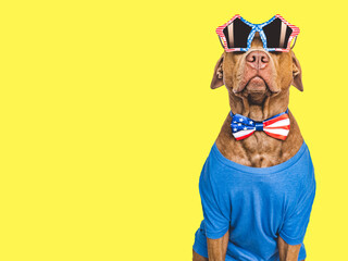 Cute brown puppy, sunglasses and American Flag. Travel preparation and planning. Closeup, indoors. Studio shot. Concept of care, education, obedience training and raising pets