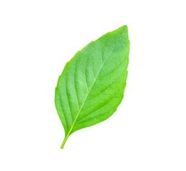 Obraz premium Basil leaves transparent png.