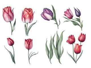 Fototapeta premium set of watercolor tulip on transparent background, generative ai