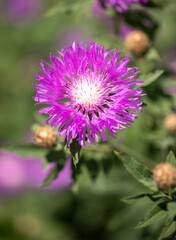 field purple flower cornflower in nature