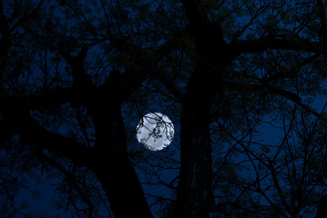 Tree branch silhouette with full moon in the night.