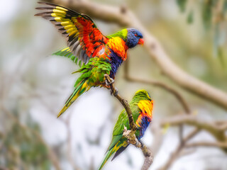 Lorikeet Above Lorikeet