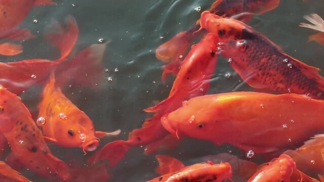 Peces nadando en un estanque de forma tranquila