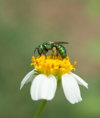 bee on white flower, Bees collect pollen and nectar from blooming flower.