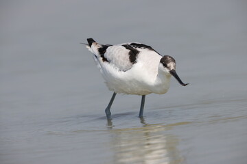 Pied Avocet (Recurvirostra avosetta) in Japan