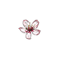 Beautiful almond plant flower, colored sketch vector illustration isolated on white background.