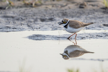 Sieweczka rzeczna brodząca w kałuży na polu