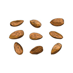 Set of hand drawn brown almonds sketch style, vector illustration