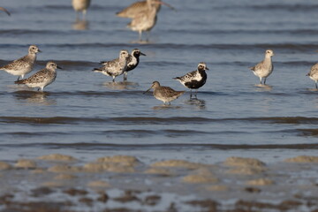 Long-billed Dowitcher (Limnodromus scolopaceus) in Japan