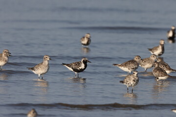 Grey plover or Black-bellied plover (Pluvialis squatarola) in Japan