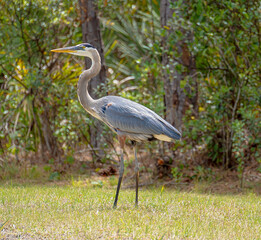 Fototapeta premium Great Blue Heron