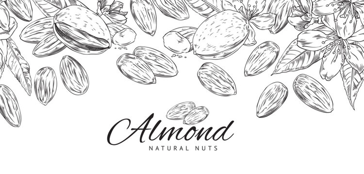 Hand drawn monochrome border with almonds sketch style