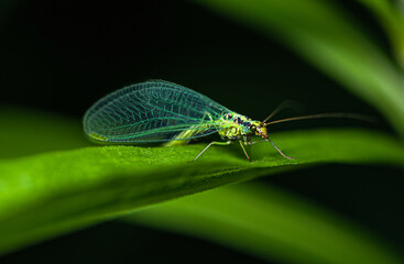 A green lacewing with blue wings sits on a green leaf of grass. - Powered by Adobe
