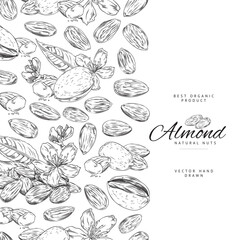 Almonds nuts banner or food sticker hand drawn vector illustration isolated.